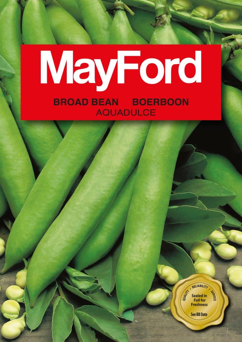 Broad Bean