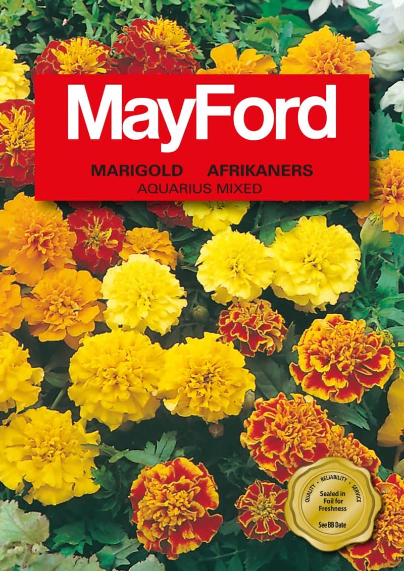 Aquarius Double Mixed Marigold