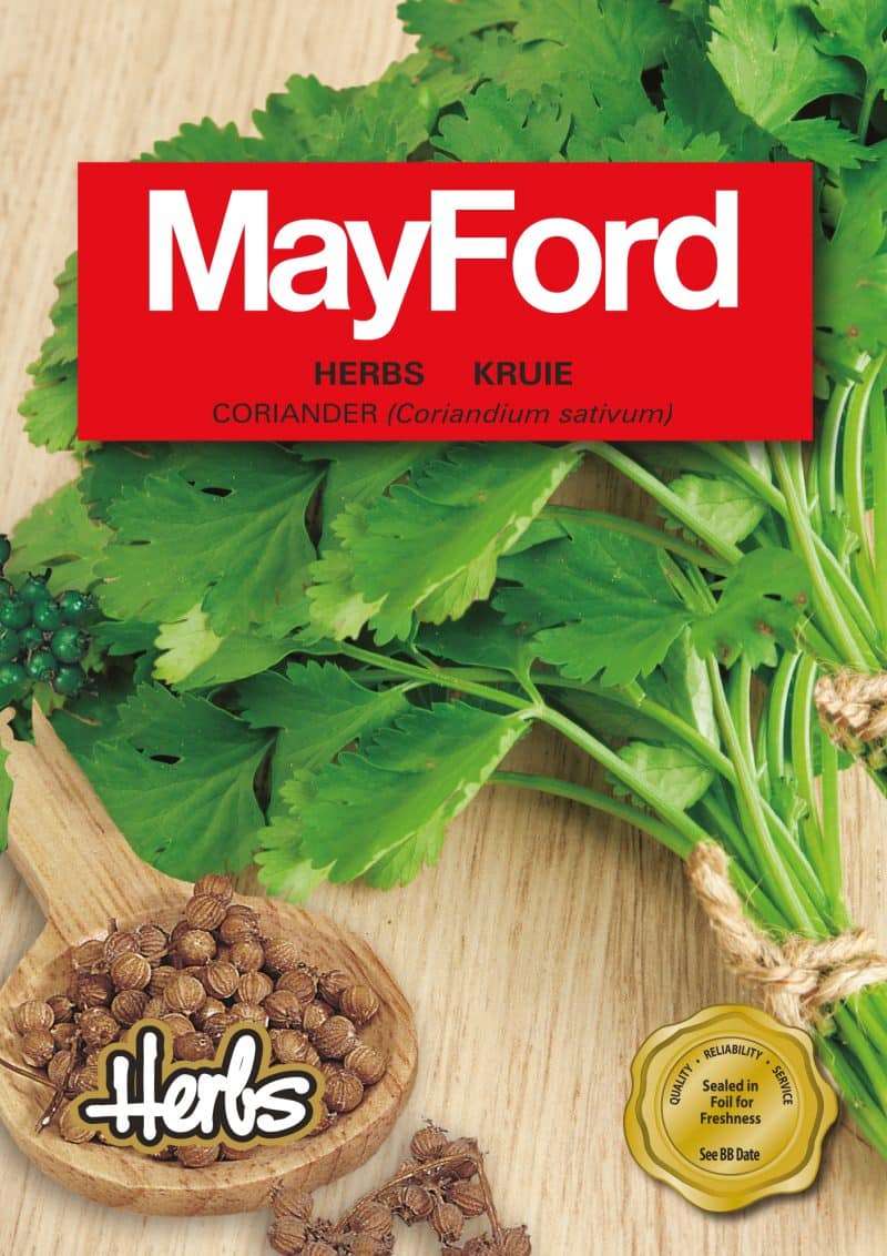 Coriander