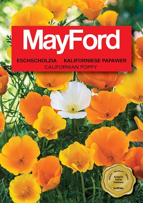 Californian Poppy