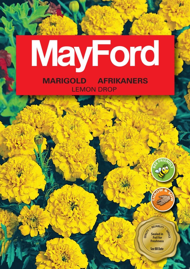 Lemon Drop Marigold