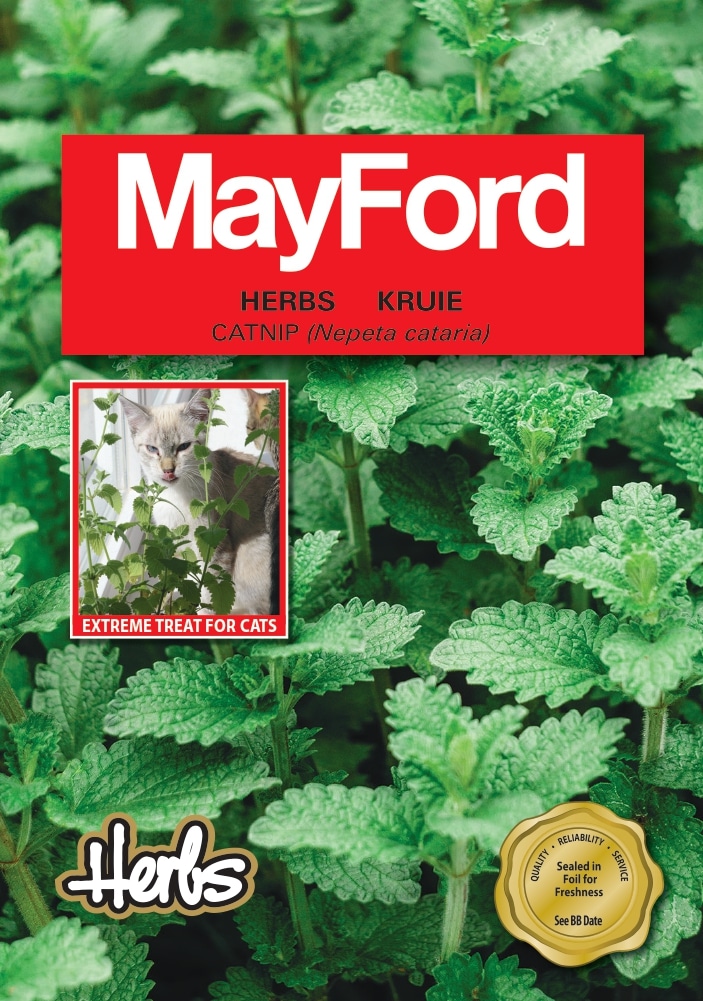 Catnip