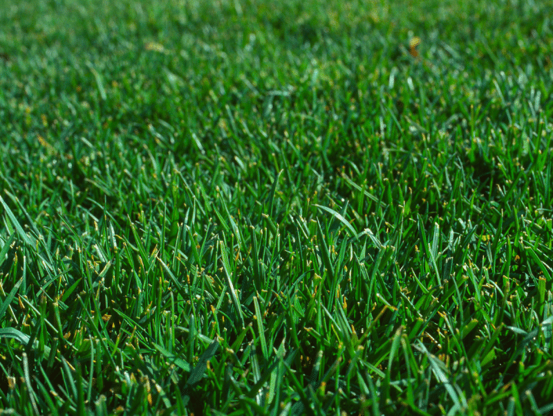 All Seasons Evergreen®