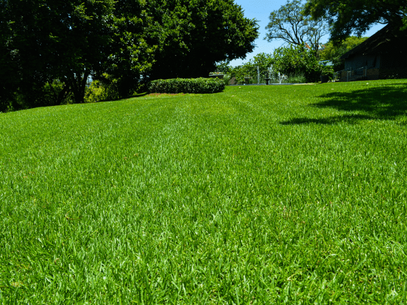 Kikuyu