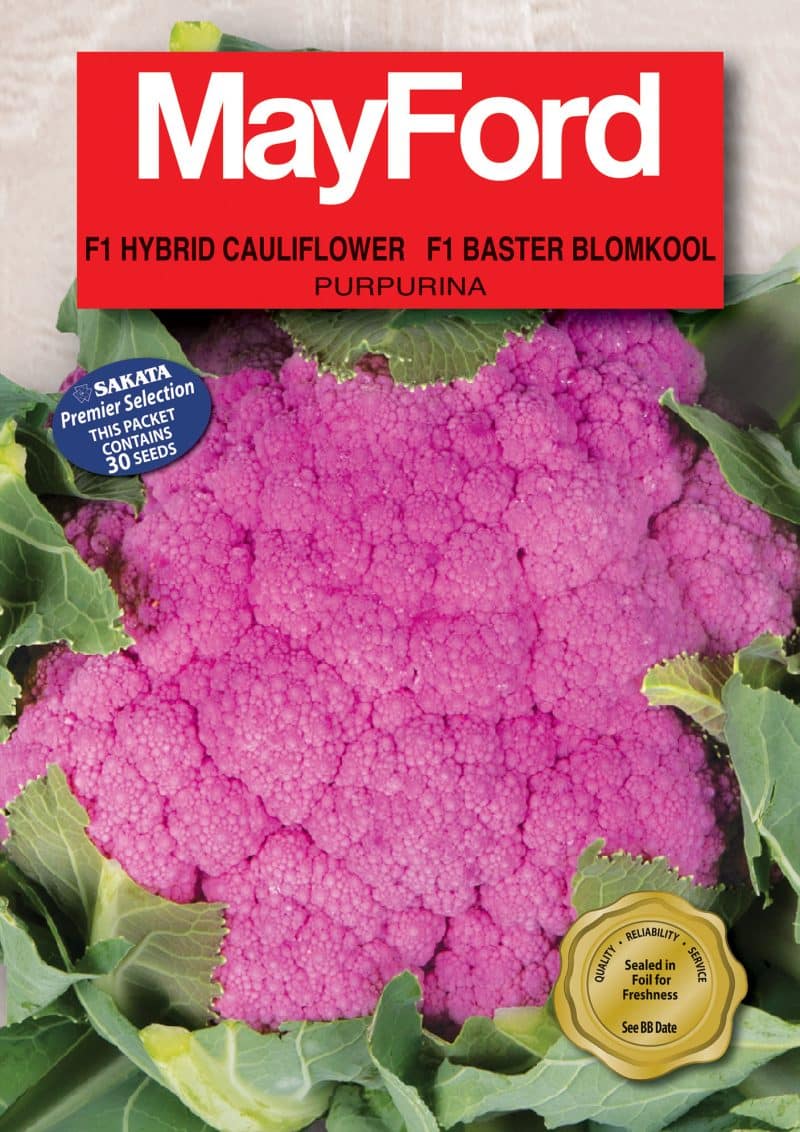 Purpurina F1 Hybrid