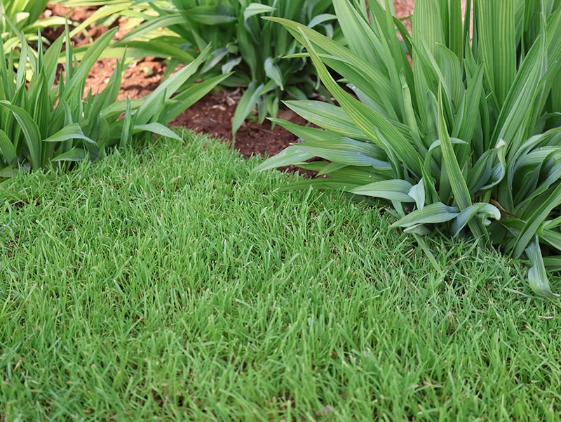 Sultan Bermuda Grass