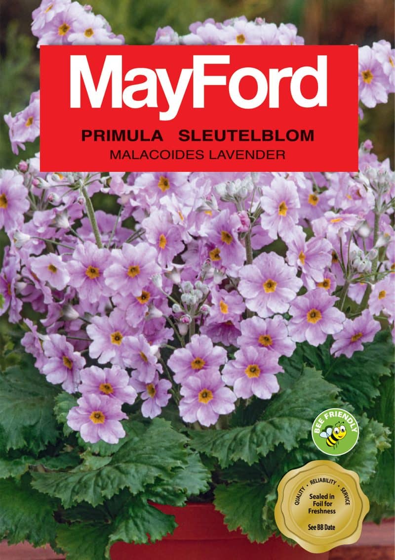 Malacoides Lavender